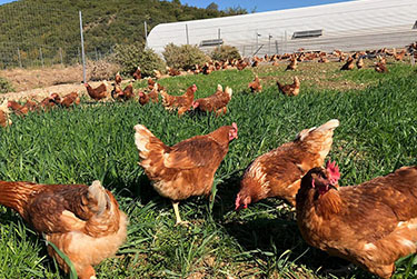 Free-range Poultry